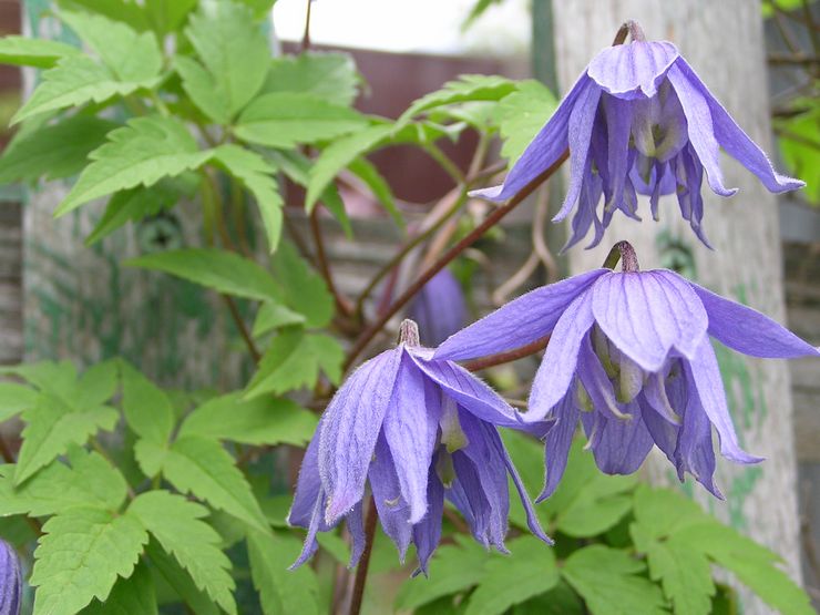 Alpin clematis