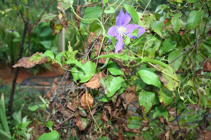 Penyakit dan perosak clematis