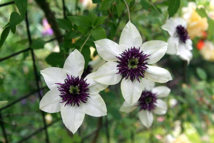 Clematis berbunga