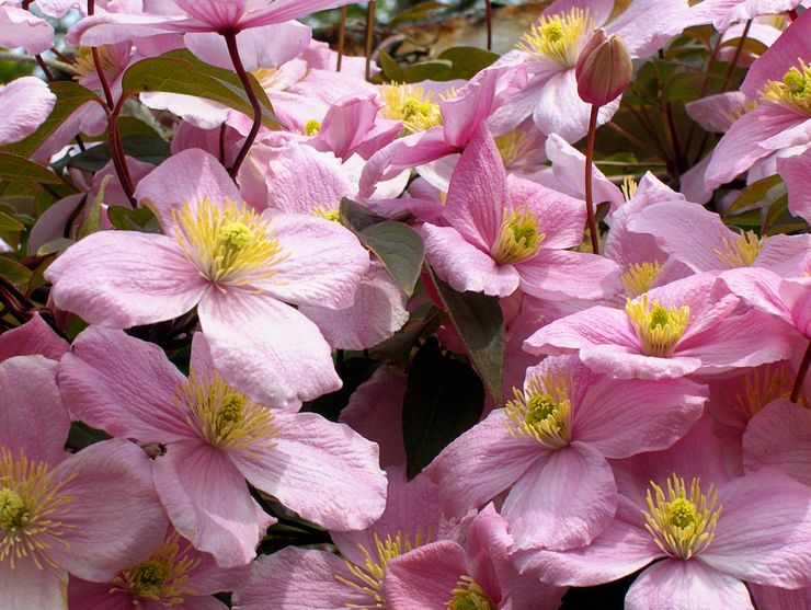 Gunung Clematis