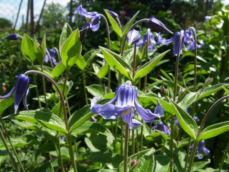 Clematis daun penuh