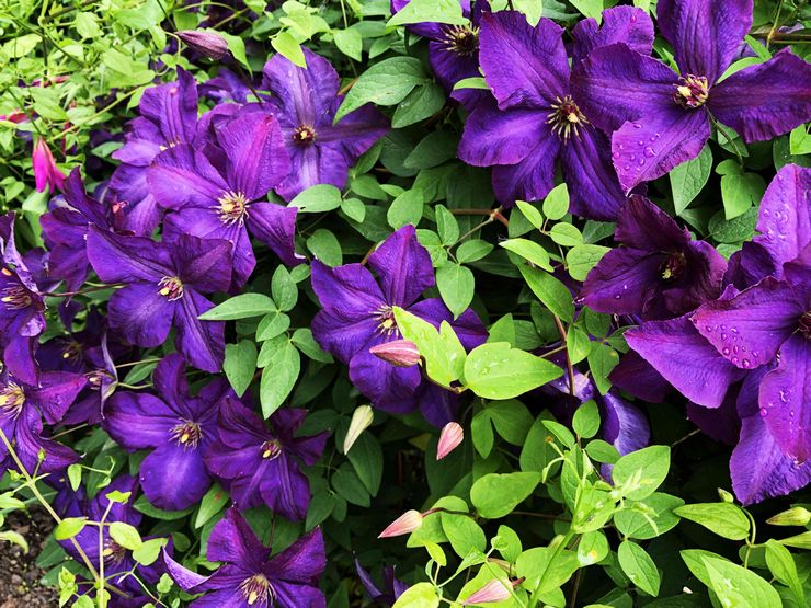 Clematis Jacqueman