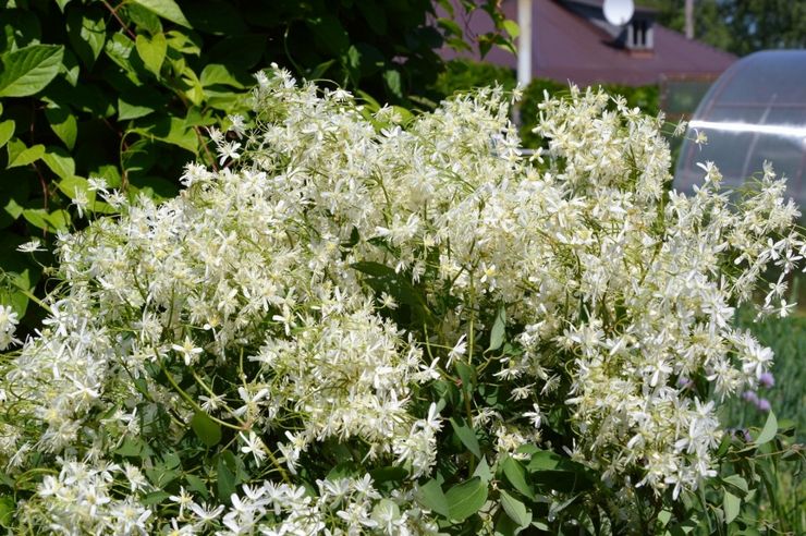 Clematis pedas (berbunga kecil)