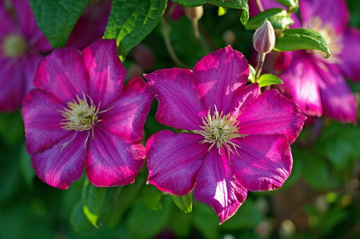 Beskrivning av clematis