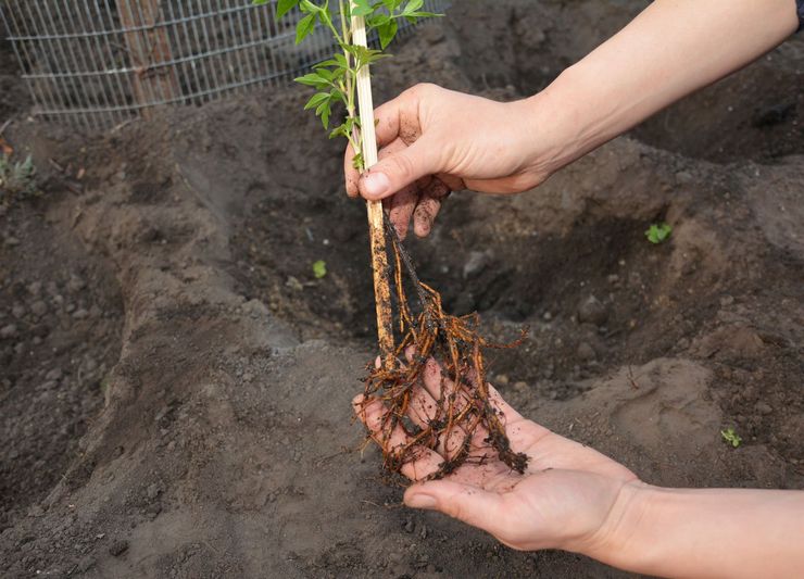 Plantering av clematis i öppen mark