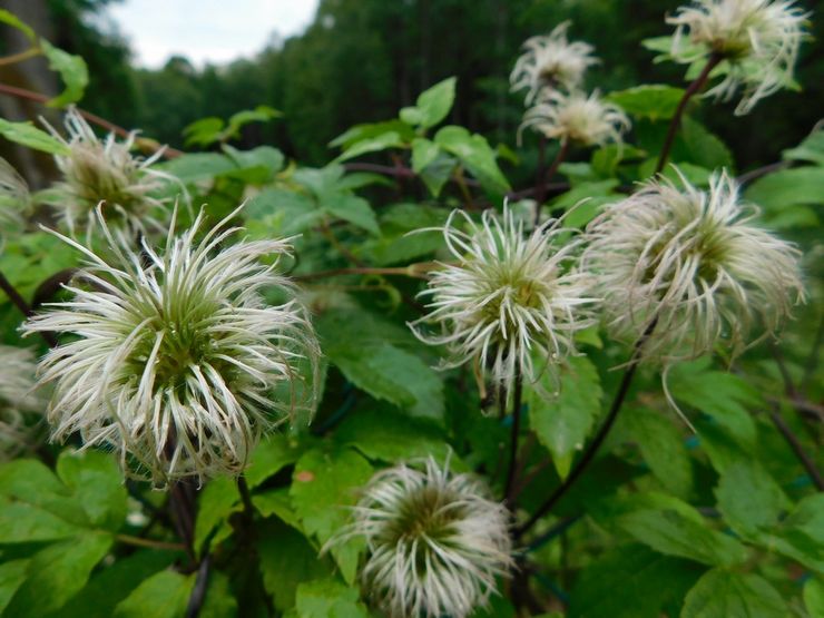 Clematis efter blomning