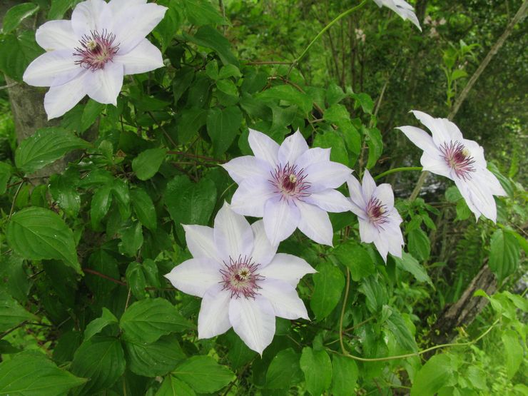 Spretande clematis