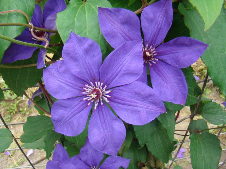 Clematis ull