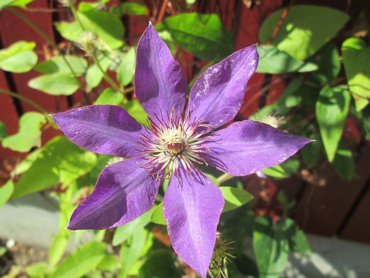 Clematis