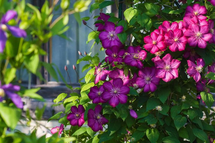 Merawat clematis di kebun