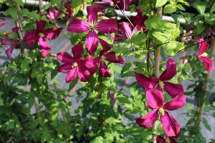 Clematis lila