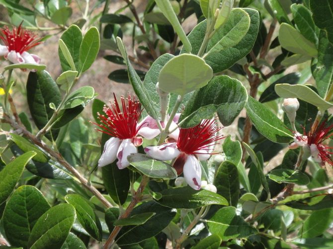 Tips och tricks för vård av en feijoa-blomma