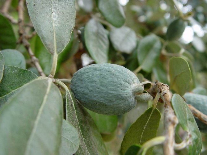 Feijoa. Växer hemma. Omvårdnad och reproduktion.