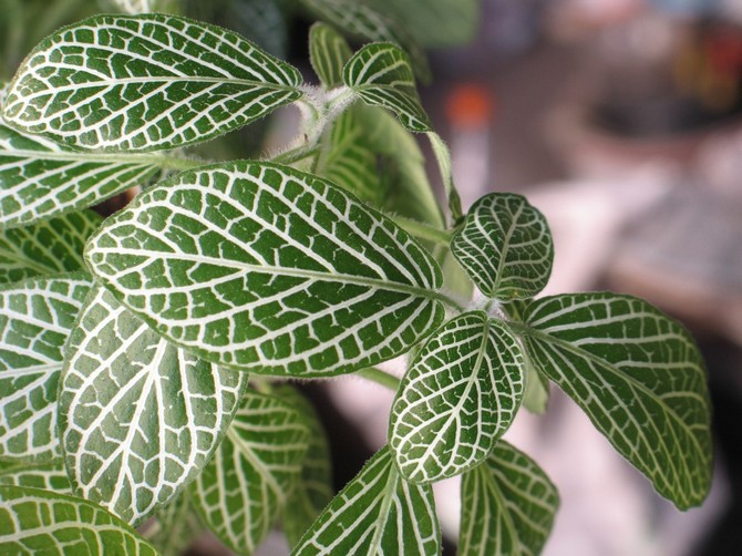 Fittonia vård hemma