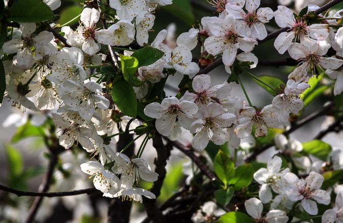 vårfrost kan förstöra knoppar och blommor