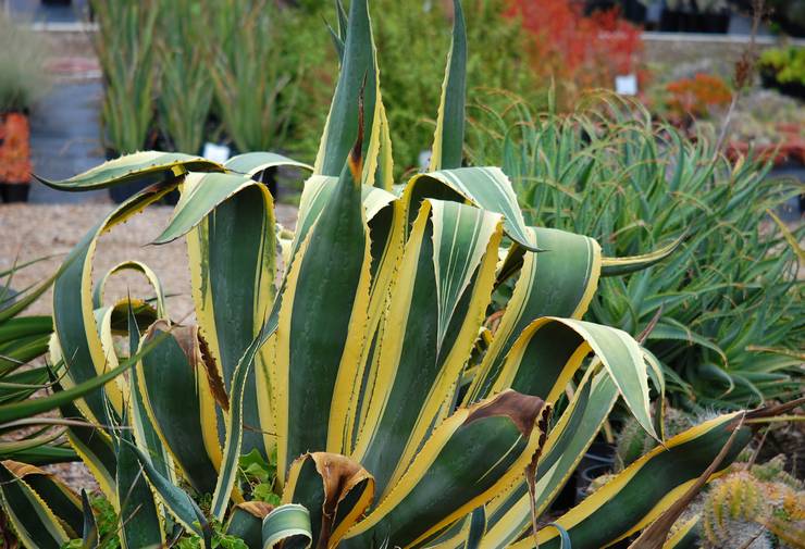 Agave Amerika