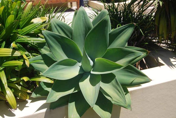 Agave dilukis