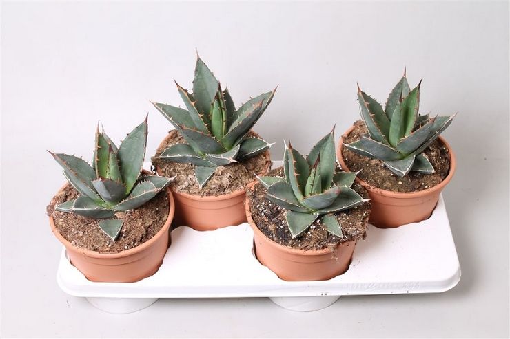 Gödningsrum agave