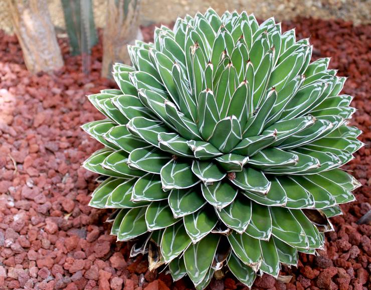 Drottning Victoria Agave