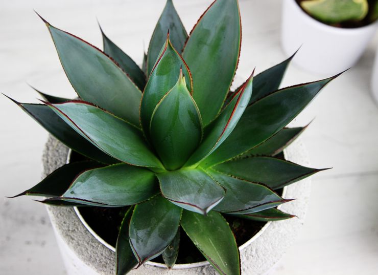 Agave dalaman