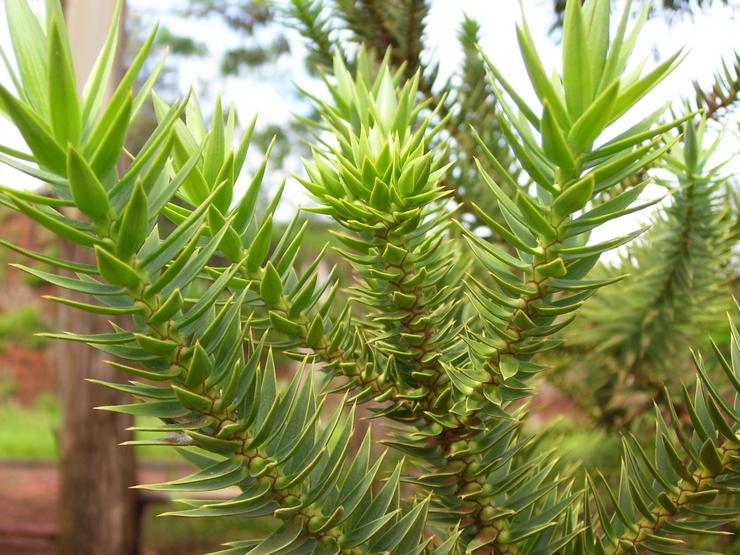 Araucaria berdaun sempit