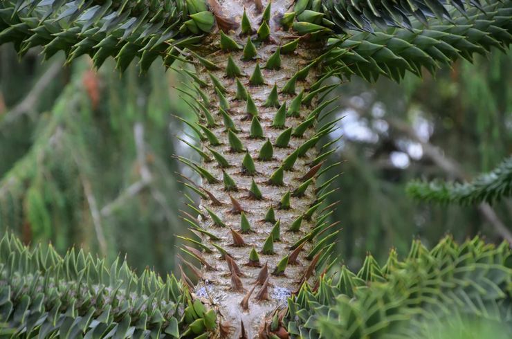 Chilensk araucaria