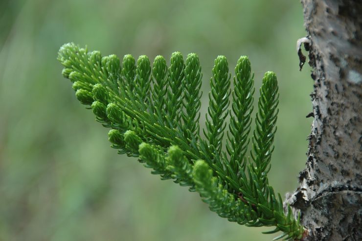 Araucaria Cook