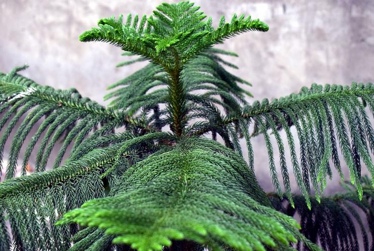 Brokig araucaria