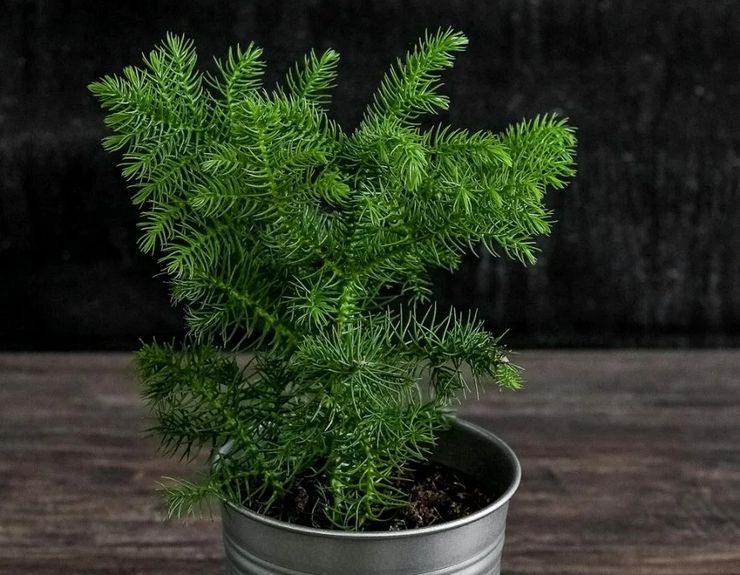 Pemindahan araucaria