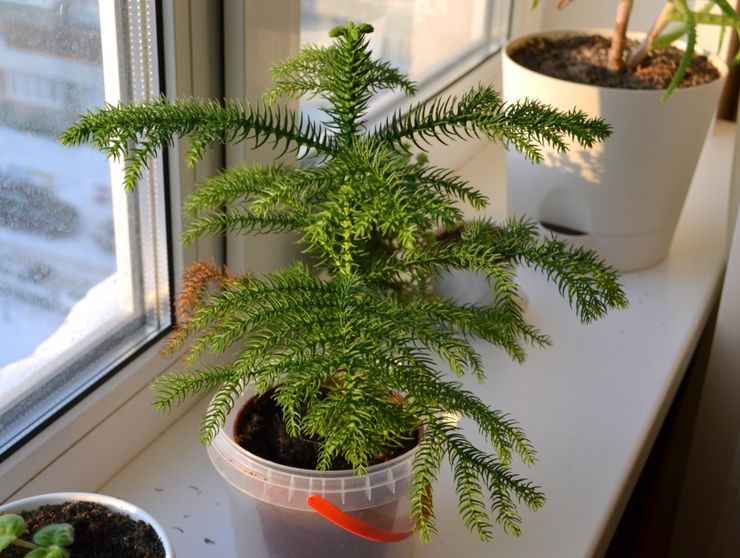 Hemsjukvård för araucaria