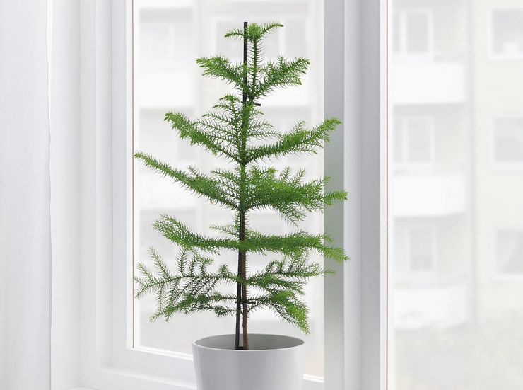 Grundläggande regler för odling av araucaria