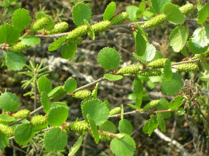 Dvärgbjörk. Plantera och lämna