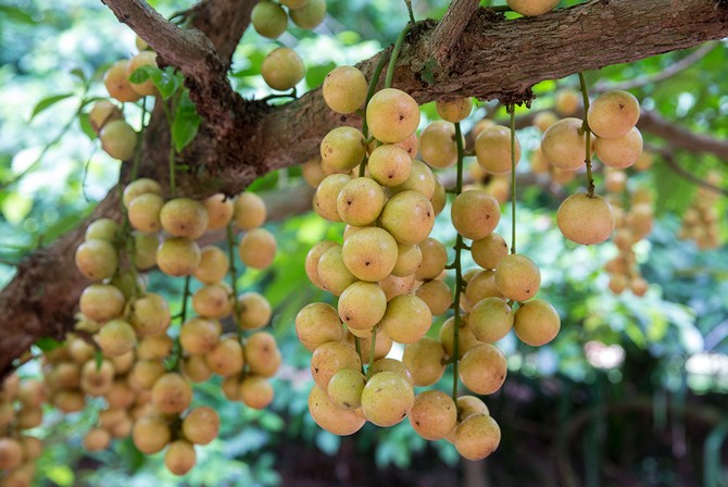 Anggur Burma: pokok buah malar hijau dan buah eksotik