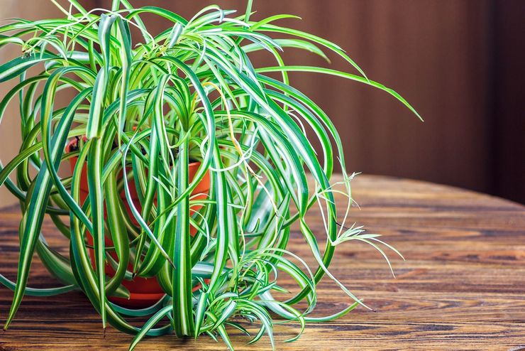 Cape Chlorophytum