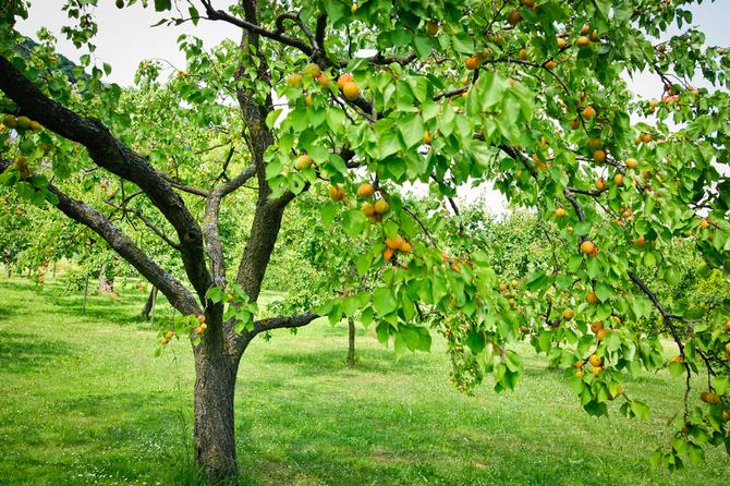 Cara menanam pokok aprikot