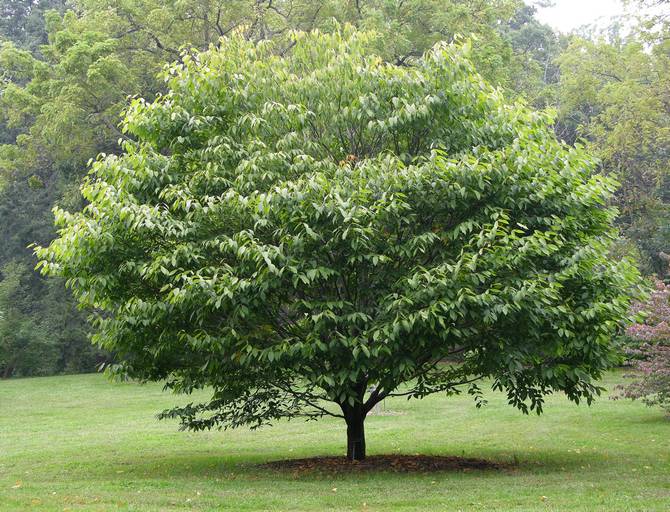 Pokok tanduk. Penerangan, sifat di mana ia tumbuh