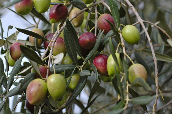 Pokok zaitun. Foto tumbuhan, buah-buahan, bunga dan daun zaitun atau zaitun