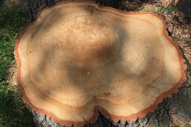 Kayu Oak, kuat dan tahan lama dengan warna coklat muda hingga coklat kekuningan yang semakin gelap dari masa ke masa