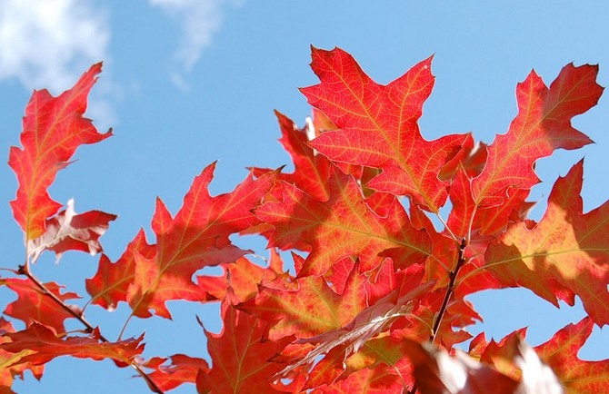 Cara menanam dan menanam oak merah dengan betul di kebun anda sendiri