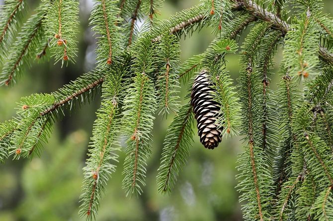 Kerucut pinus dituai pada musim panas dan dikeringkan di bawah awning