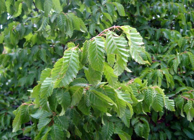 Hornbeam Primorsky (berdaun hati)