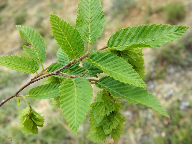 Kaukasia Hornbeam