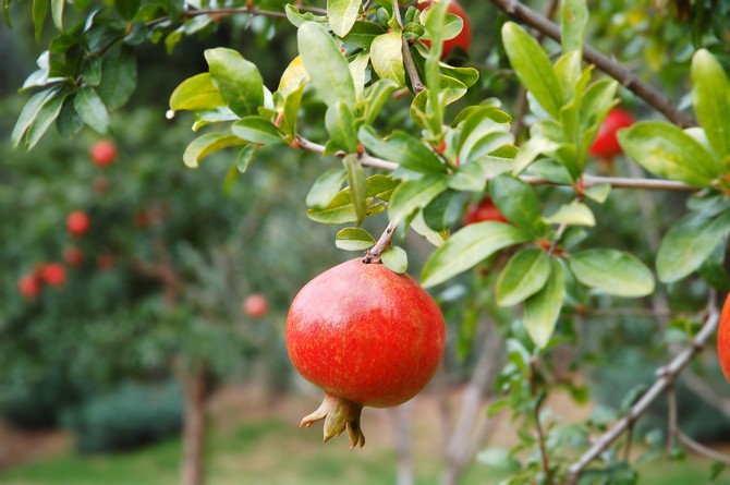 Menanam dan menanam pokok buah delima di kebun