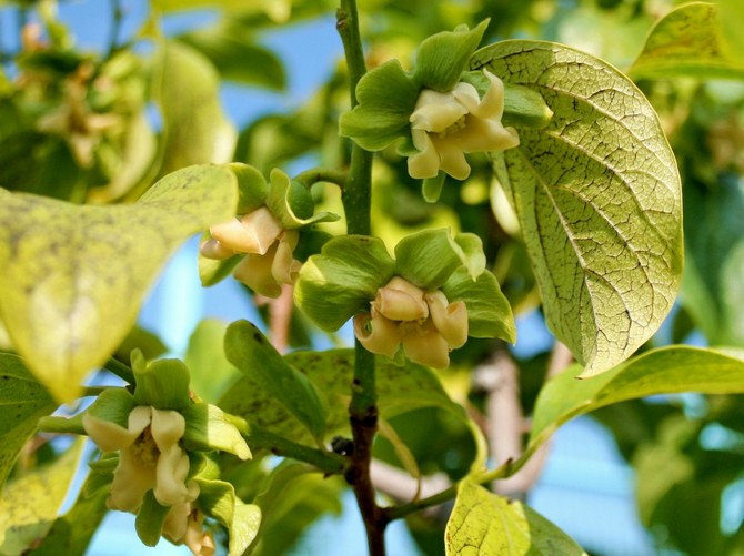 över tiden kan du njuta av utseendet på de första blommorna