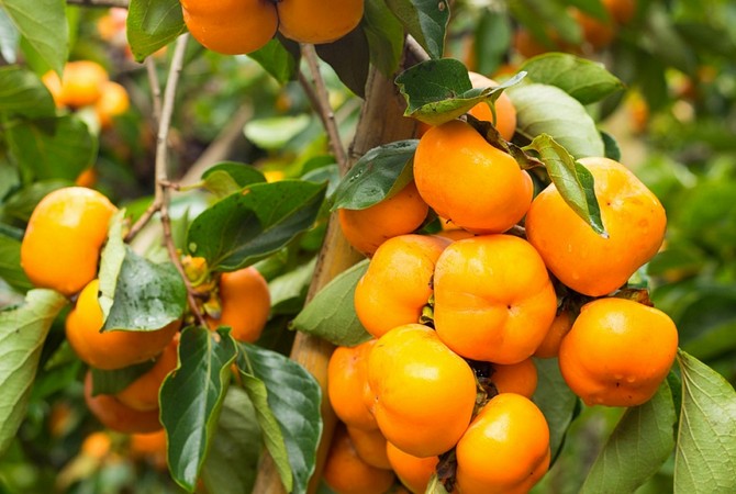 Persimmon. Berkembang di rumah. Merawat kesemek di rumah