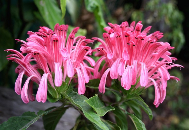 Jacobinia daging-merah