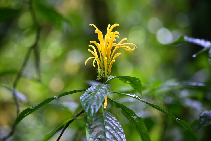 Jacobinia kuning