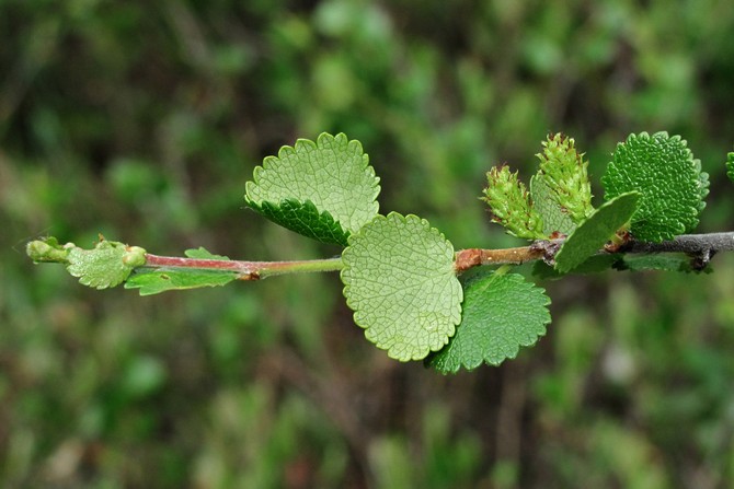 Petua dan petua untuk menanam birch kerdil di kebun