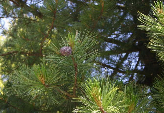 Terdapat biji di kerucut cedar Eropah