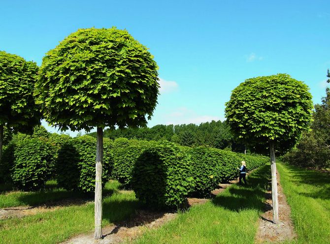 Globozum berdaun putih Maple